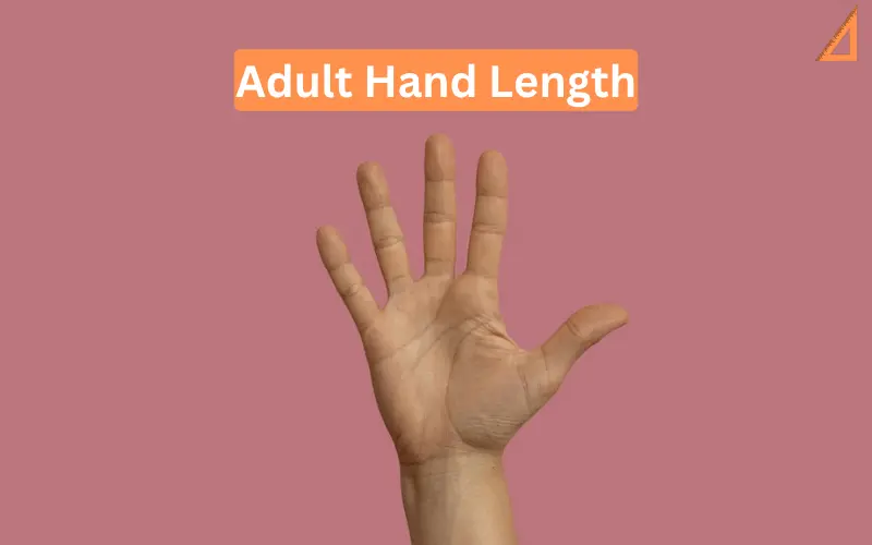 Adult Hand Length