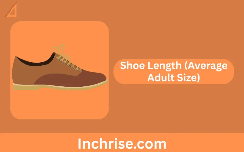 Shoe Length (Average Adult Size)