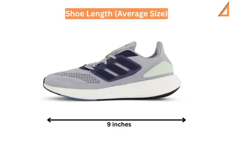 Shoe Length (Average Size)