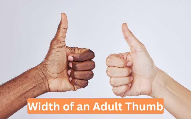 Width of an Adult Thumb