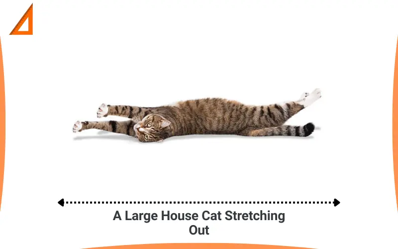 How long is 24 inches