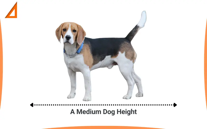 How long is 24 inches