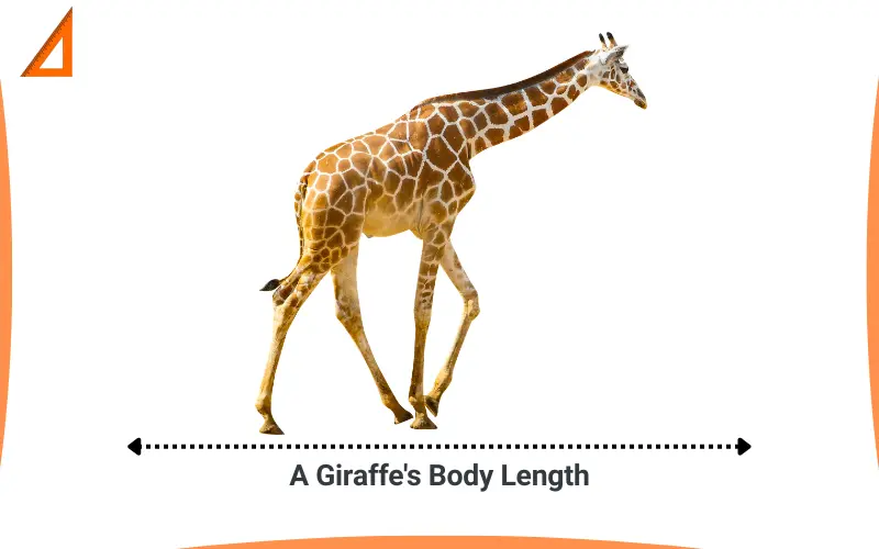 How long is 5 Meters