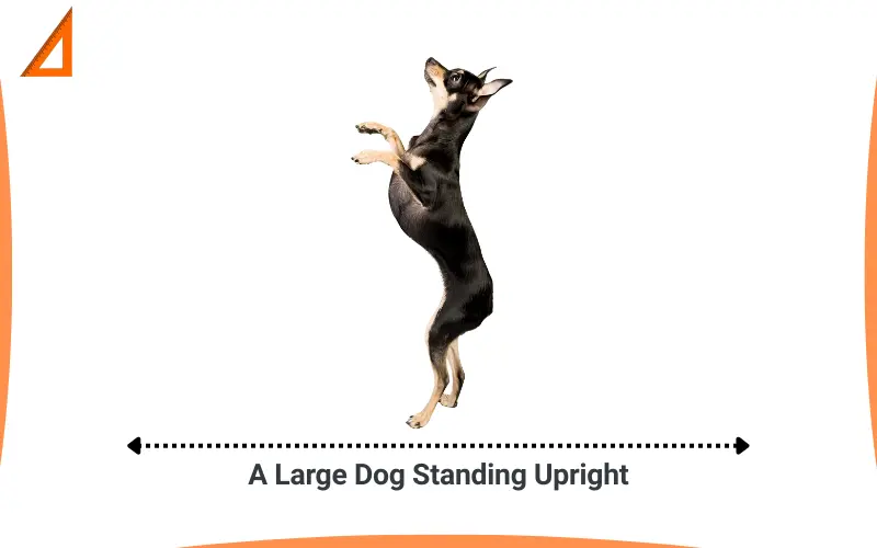 How tall is 60 inches