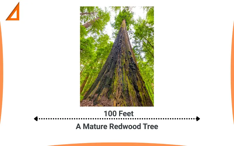 How long is 100 feet