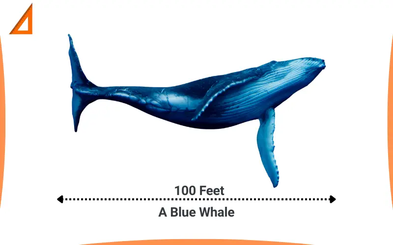 How long is 100 feet