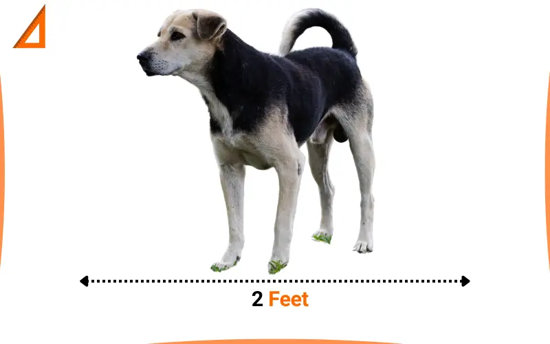how long is 2 feet