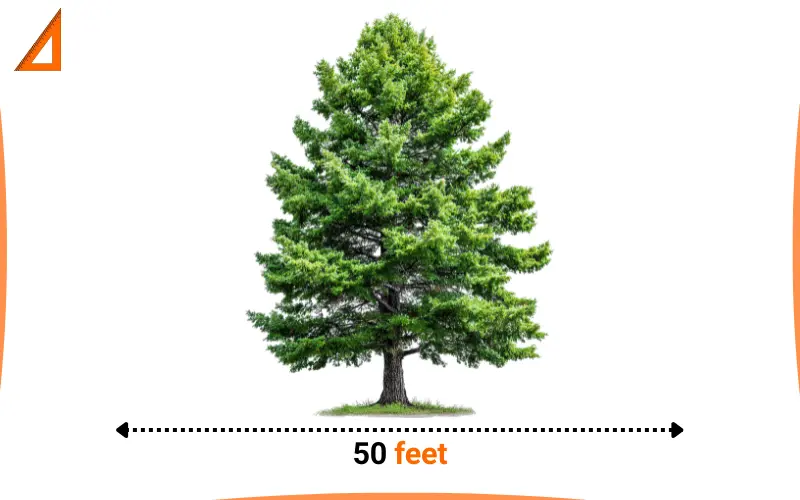 how long is 50 feet