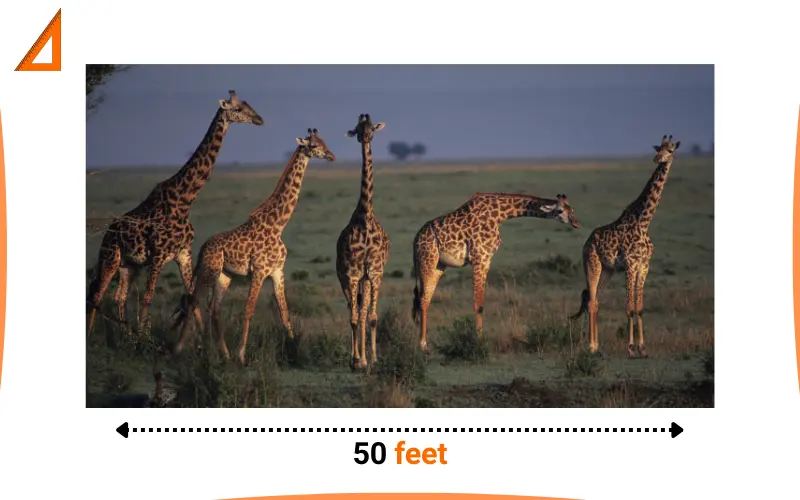 how long is 50 feet
