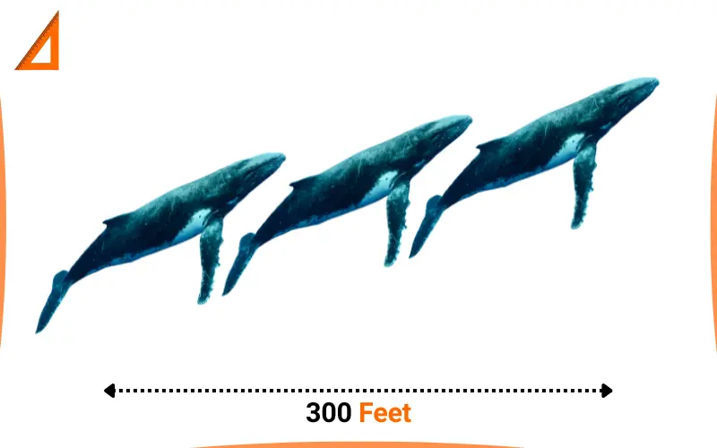 how tall is 300 Feet