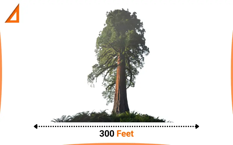 how tall is 300 Feet